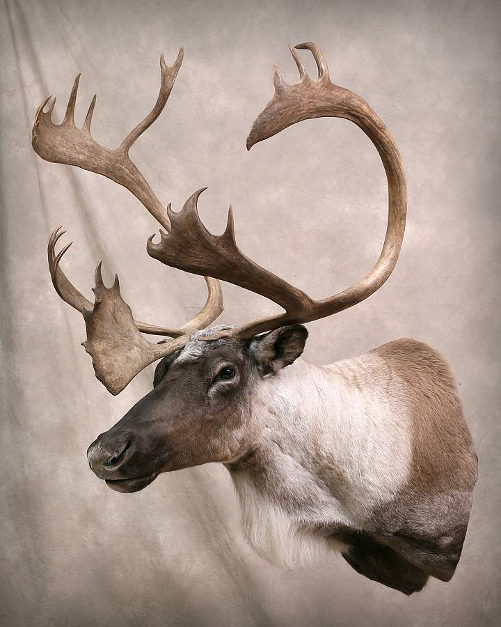 Risovi Taxidermy Studio Gallery ND Taxidermy North Dakota Taxidermist.